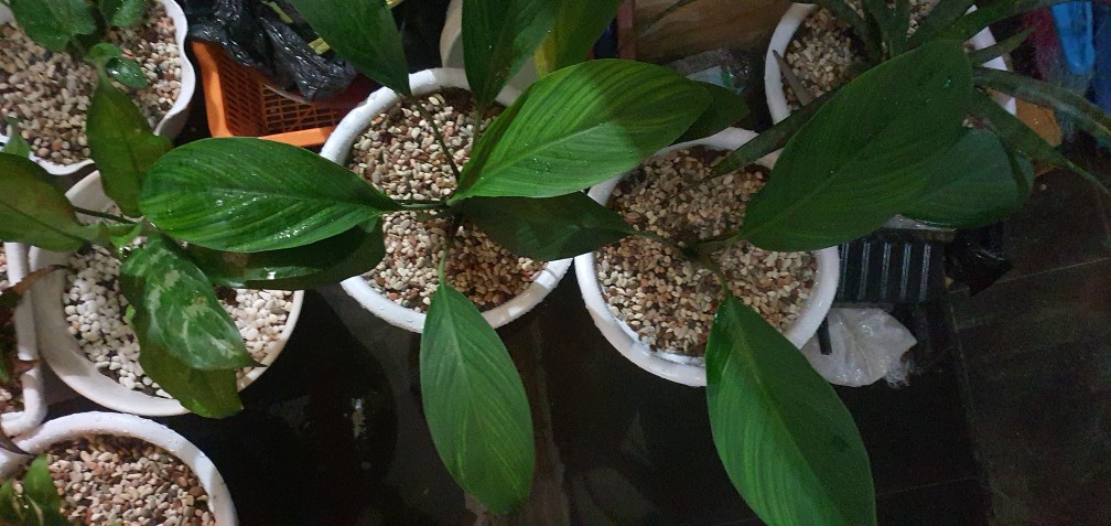 Tanaman Hias Peace Lili Big Size/spatu Filum Bigsize