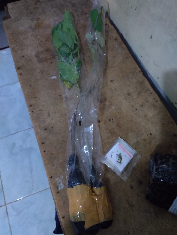 1paket Carnation Lokal