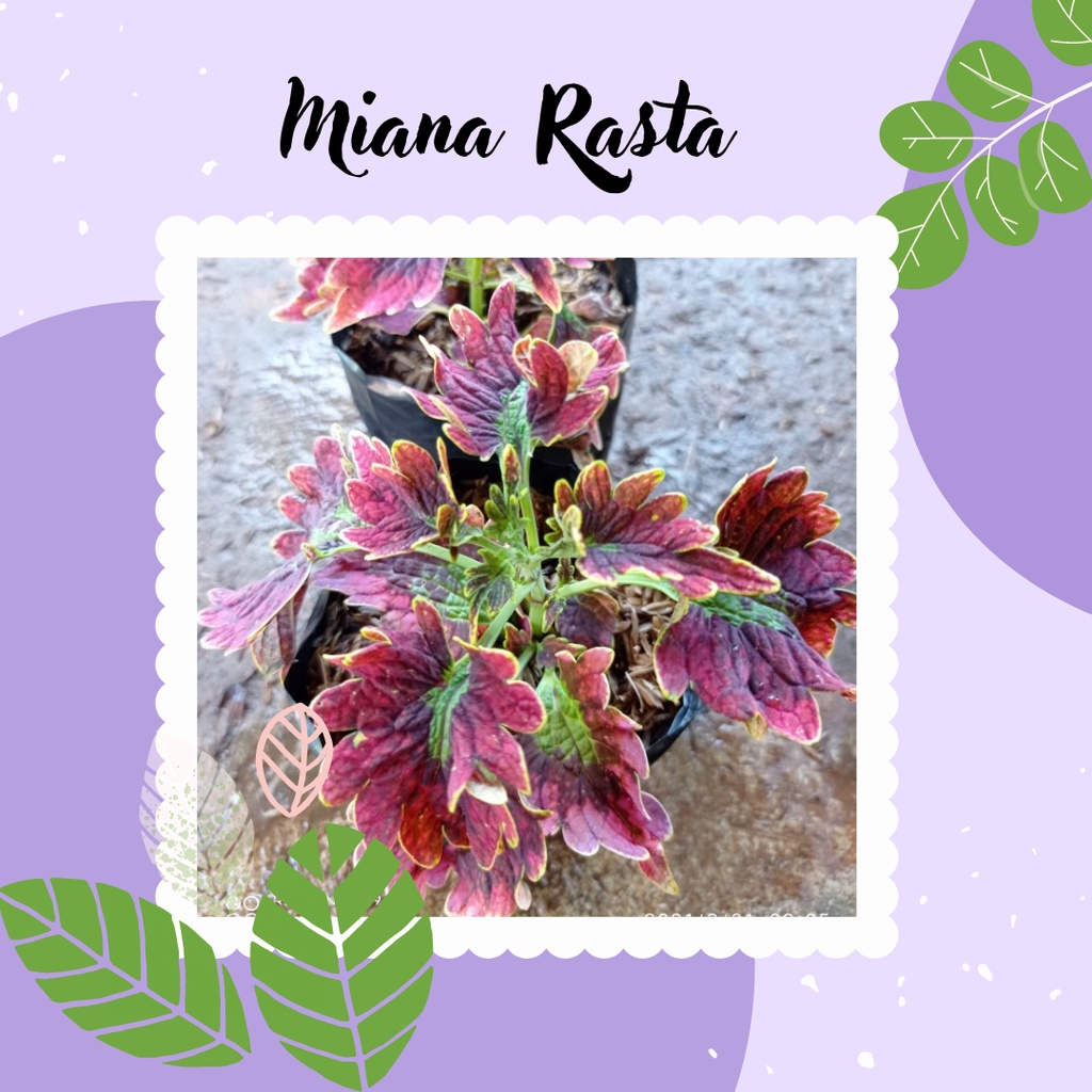 Miana Tanaman Miana Premium ID Rasta Miana Rasta Tanaman Miana Rasta