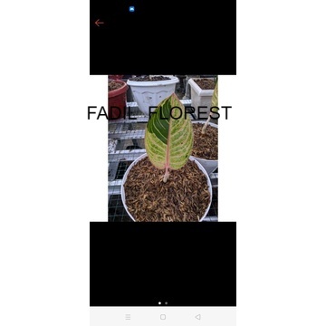 aglonema romantic love anakan baby SEED_AGLONEMA