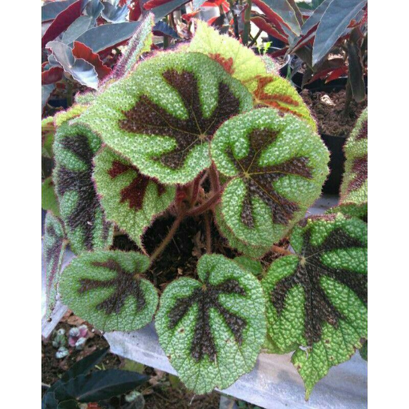 Tanaman Hias Begonia Tapak Macan