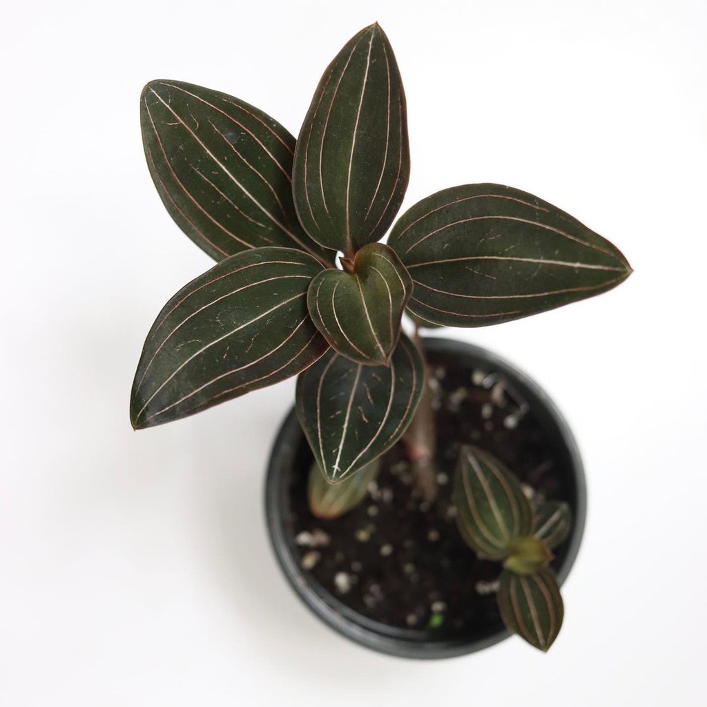 Ludisia Discolor - Tanaman Hias