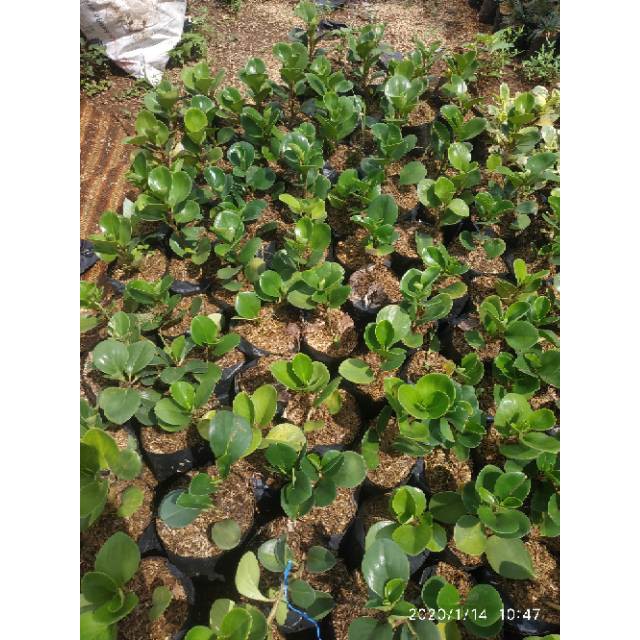 Tanaman hias peperomia hijau - tanaman jade plant - tanaman teplan