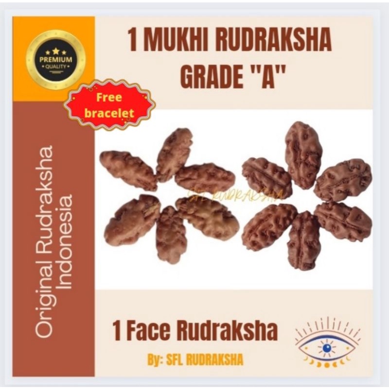 RUDRAKSHA JENITRI 1 MUKHI  GRADE "A" SUPER SIZE 10mm-12mm ( 1cm-1,2cm )