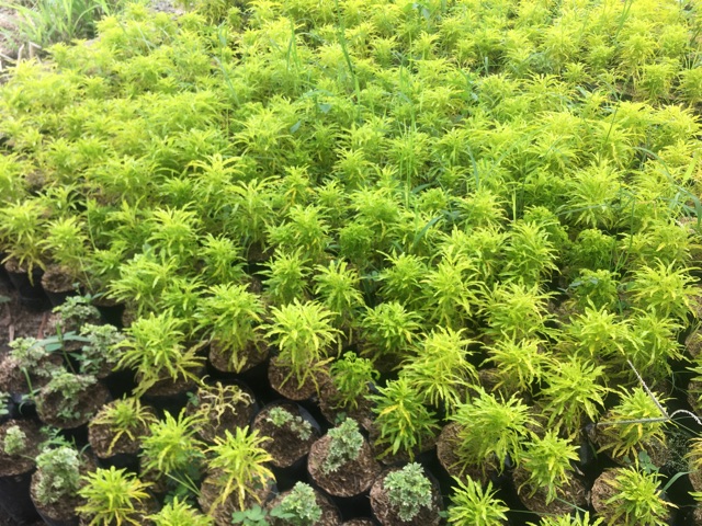 ID TANAMAN BROKOLI KUNING TANAMAN HIAS BROKOLI/BUNGA HIAS BROKOLI