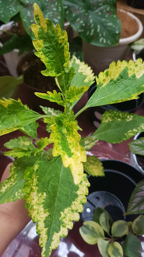 Tanaman Miana Keriting Hijau Kuning - Pohon Miana - Miana - Hiasan Rumah