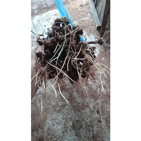 cutting anggur alfonso paket 500gram