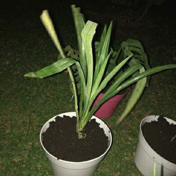 

Bibit Pandan Wangi Segar