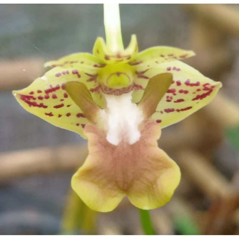 Anggrek Dendrobium Bifalce Alba