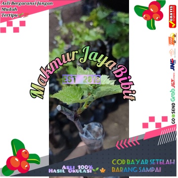 Bibit Anggur Import Jupiter