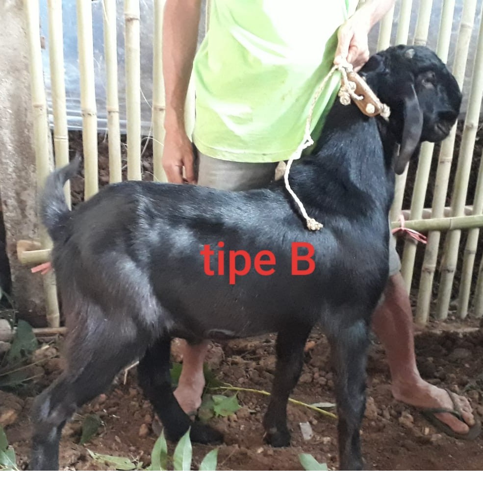 hewan qurban kambing domba tipe b gratis ongkir jabodetabek kurban online murah amanah berkualitas