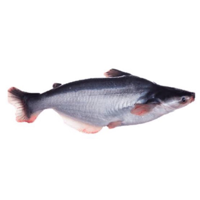 Seafood Ikan Patin Kemasan 1 Kg Shopee Indonesia