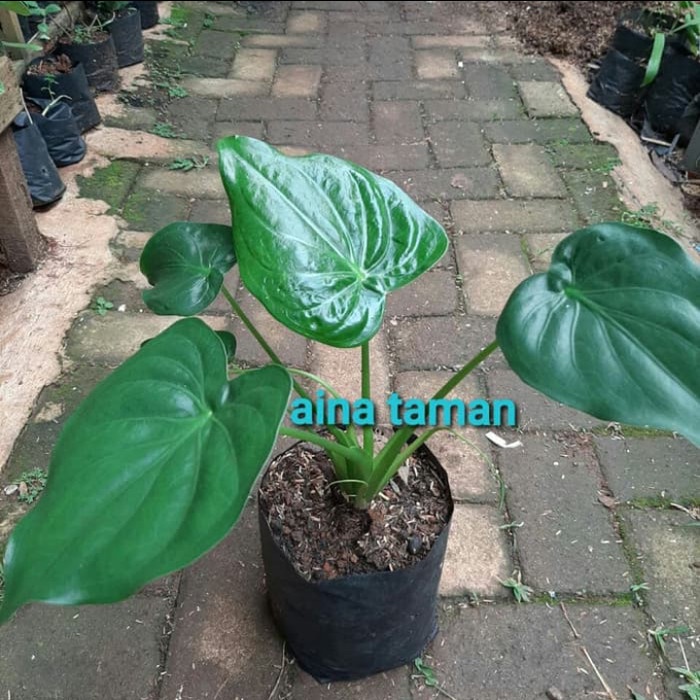 tanaman herbal keladi tikus - keladi tikus