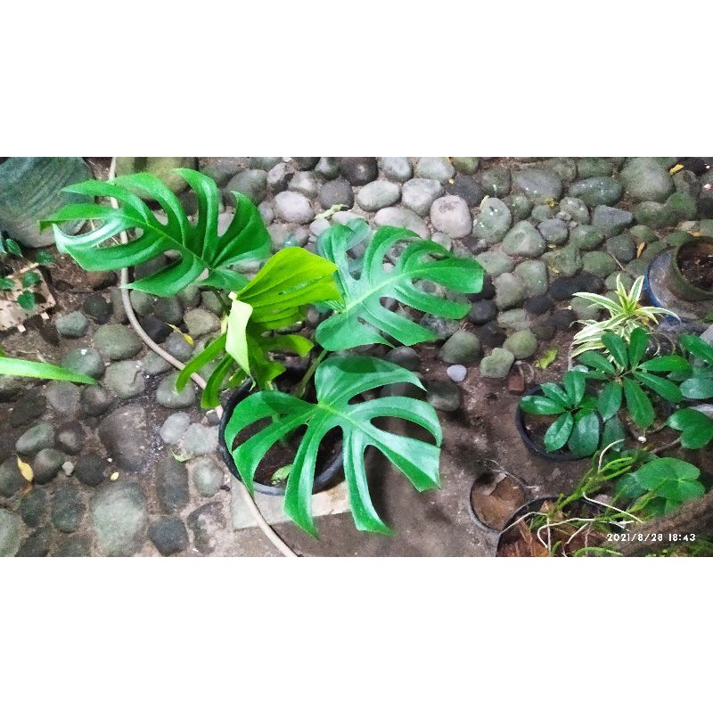 monstera delicosa real pic