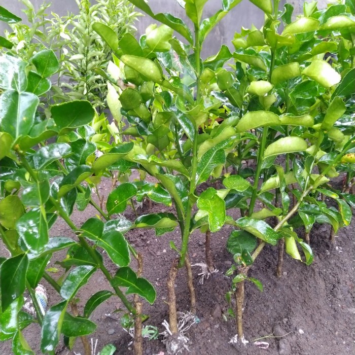 BIBIT JERUK PURUT BATANG BESAR
