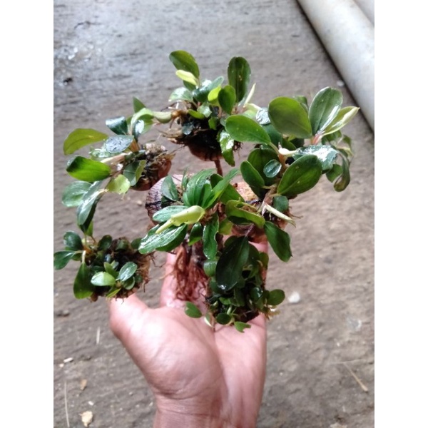 tanaman hias aquascape bonsai Buce hiasan aquarium