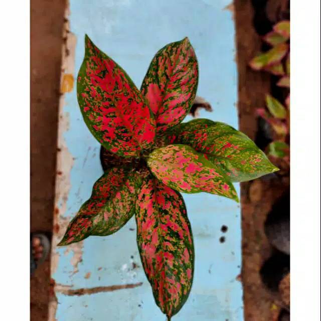 Tanaman Hias Aglonema Red Venus / Aglonema Red Venus