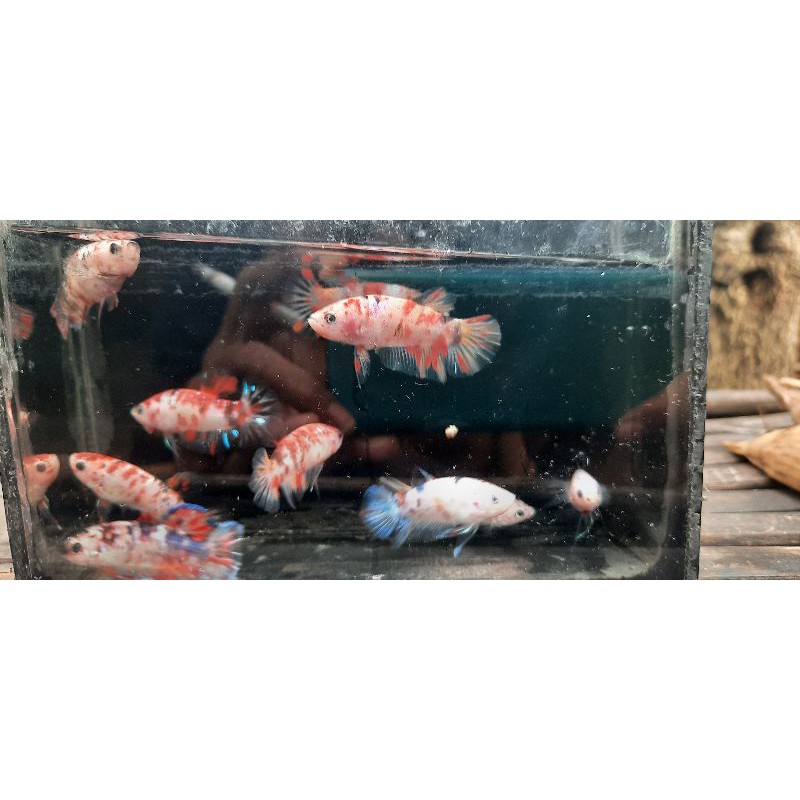 

bahanan nemo multi per 10 ekor