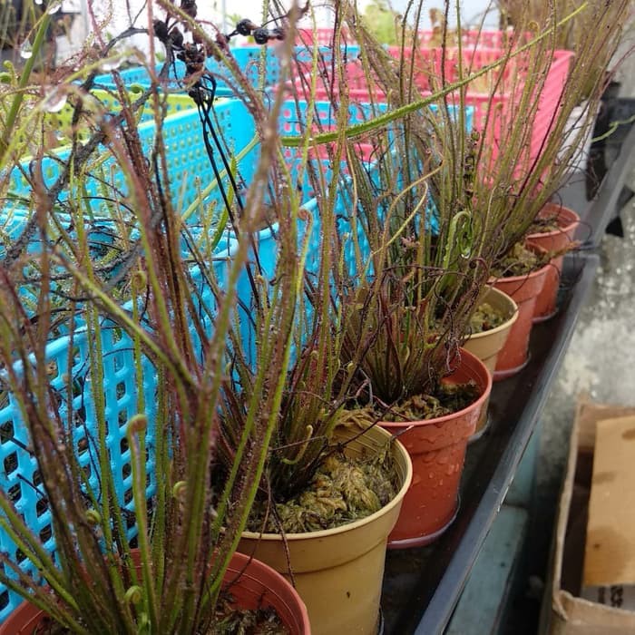 drosera filliformis