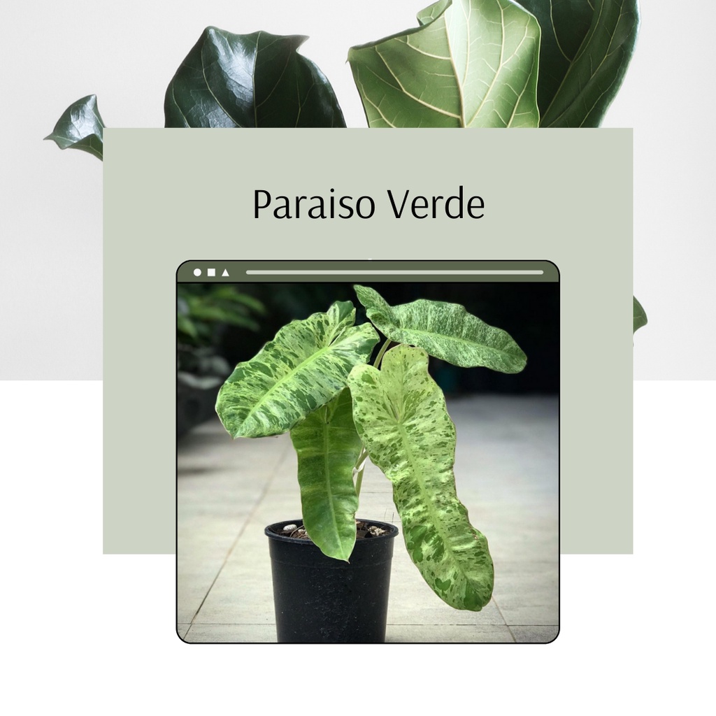 Tanaman Hias Philodendron Paraiso Verde Tanaman Koleksi Philo Paraiso Verde