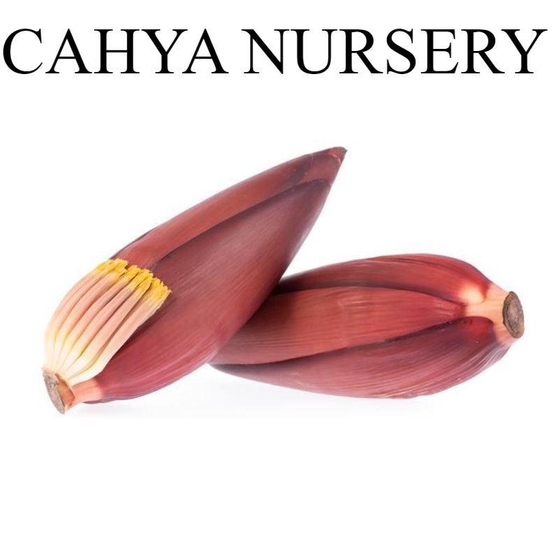 

Sayur Jantung pisang 1kg segar baru petik sayur lezat