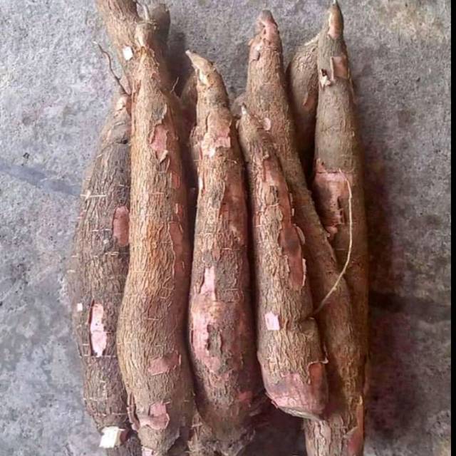 

KETELA Kaspe asli jawa timur, Ketela yang paling digemari masyarakat Jawa Timur.