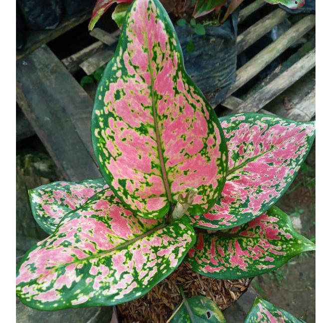 AGLONEMA DUD ANJAMANI LOKAL/BUNGA AGLONEMA DUD ANJAMANI LOKAL/TANAMAN AGLONEMA DUD ANJAMANI MURAH