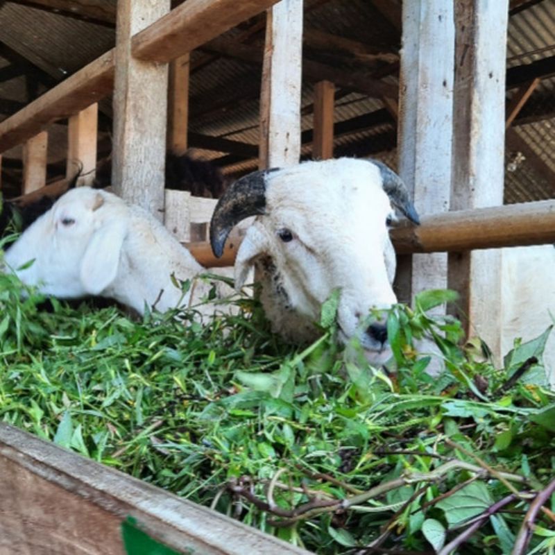 rumput pakan kambing