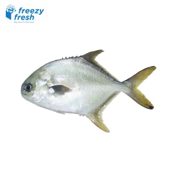 

Ikan Bawal Jepang / Marukoban