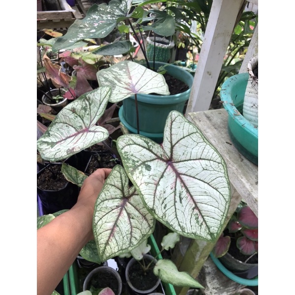 caladium thai series