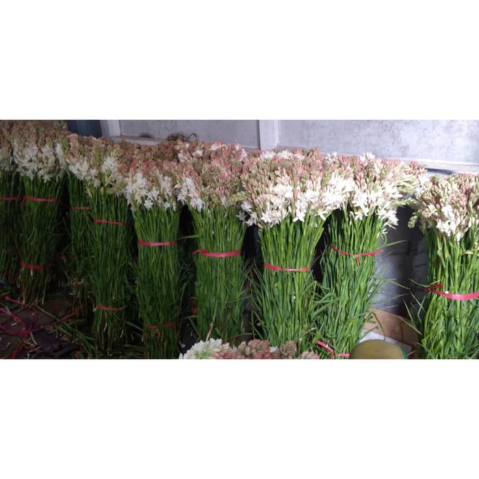 Unik Bunga Sedap Malam Tangkai Warna Pink wangi Harum Segar Murah