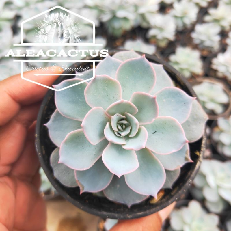 KAKTUS SUKULEN - echeveria peacockii