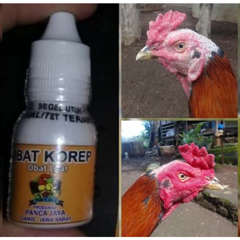OBAT KOREP AYAM "PANCA JAYA"