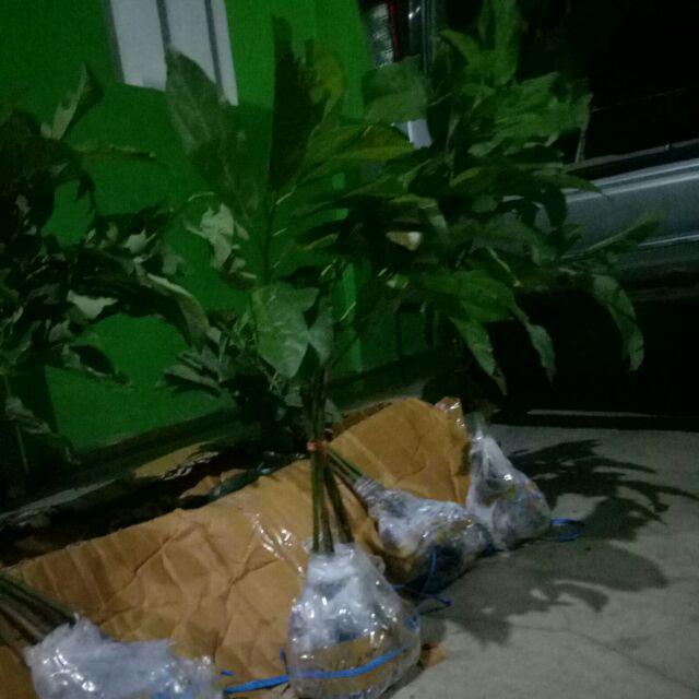 Promo 3 Bibit Alpukat Pluwang Aligator Dan Miki