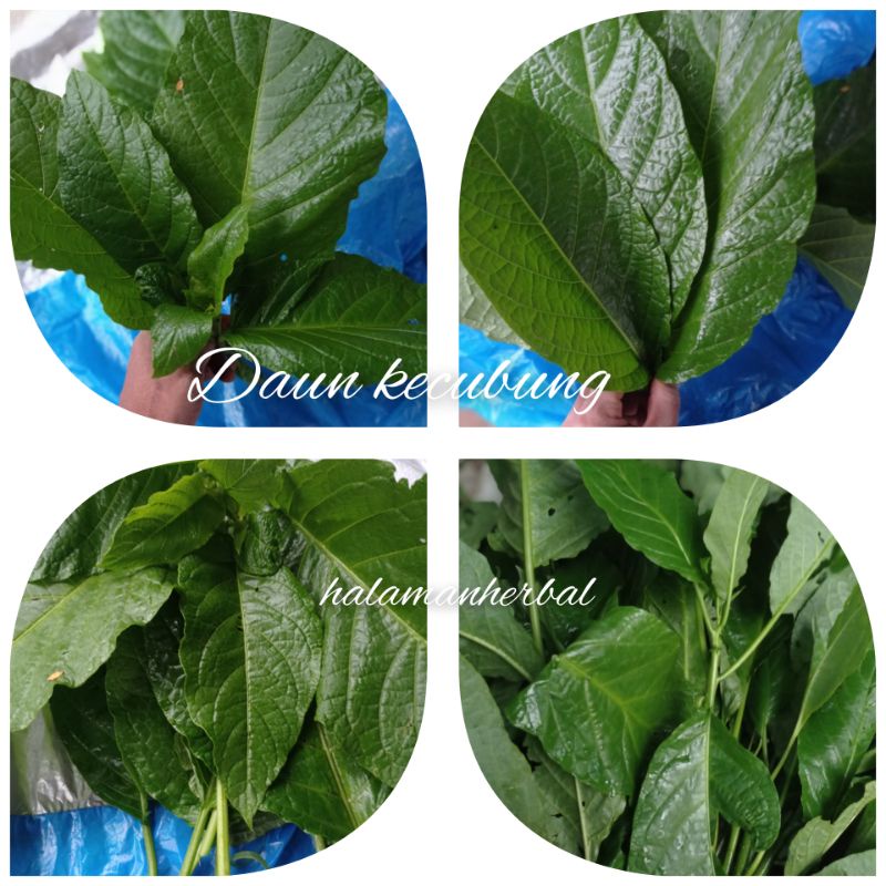 

daun kecubung segar 500 grm