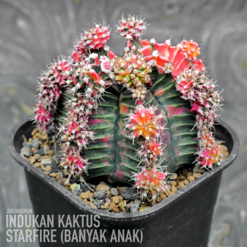 Indukan Kaktus Starfire (Banyak Anak)