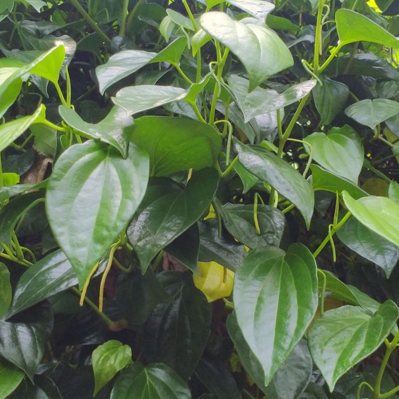 

{PROMO} DAUN SIRIH HIJAU SEGAR