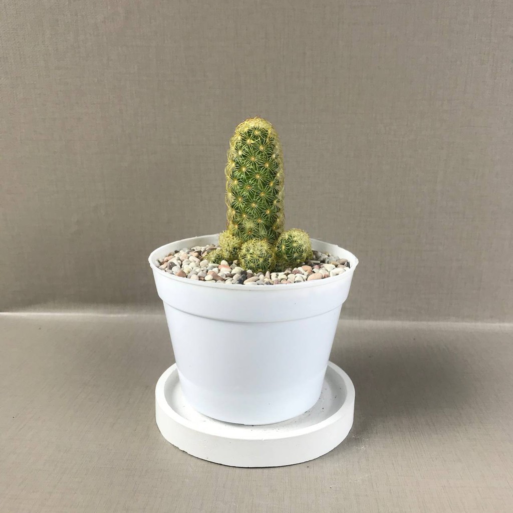 Tanaman Hias Hidup Premium!!! Mamillaria elongata (Free pot Tawon + Batu Warna+ Tatakan pot)