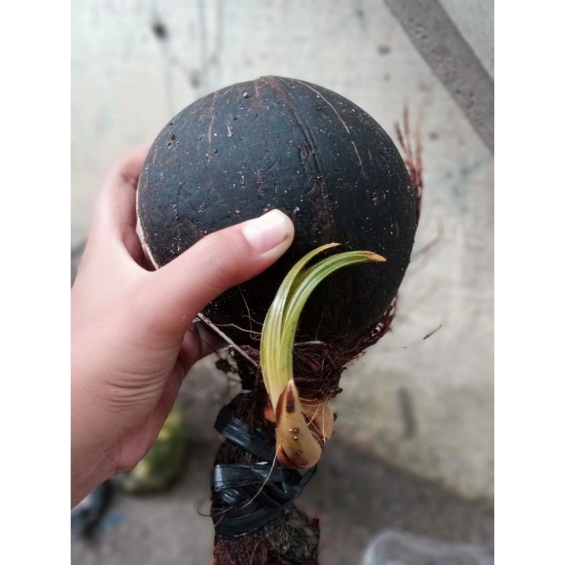 bahan bonsai kelapa wulung stock hanya 1