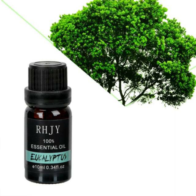 EUCALYPTUS ESSENTIAL OIL PURE 100% AROMATHERAPY AROMATERAPI MURNI MINYAK ATSIRI RHJY EUCALYPTUS