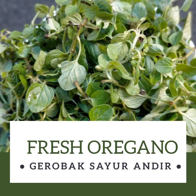 

FRESH OREGANO / 100gr