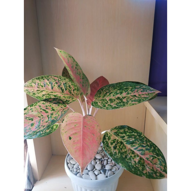 AGLONEMA BIG ROY / AGLAONEMA BIG ROY / BIG ROY / AGLONEMA PINK / LULAIWAN