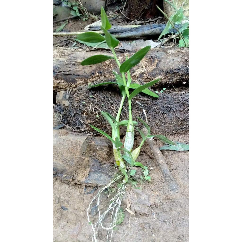 ANGGREK MERPATI PUTIH