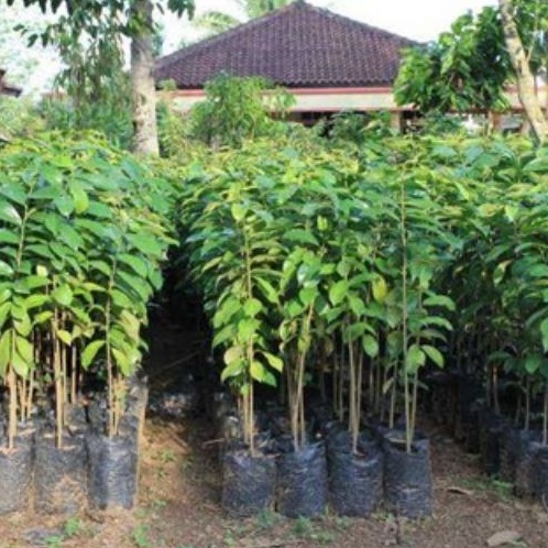 Bibit Pohon Kayu Afrika