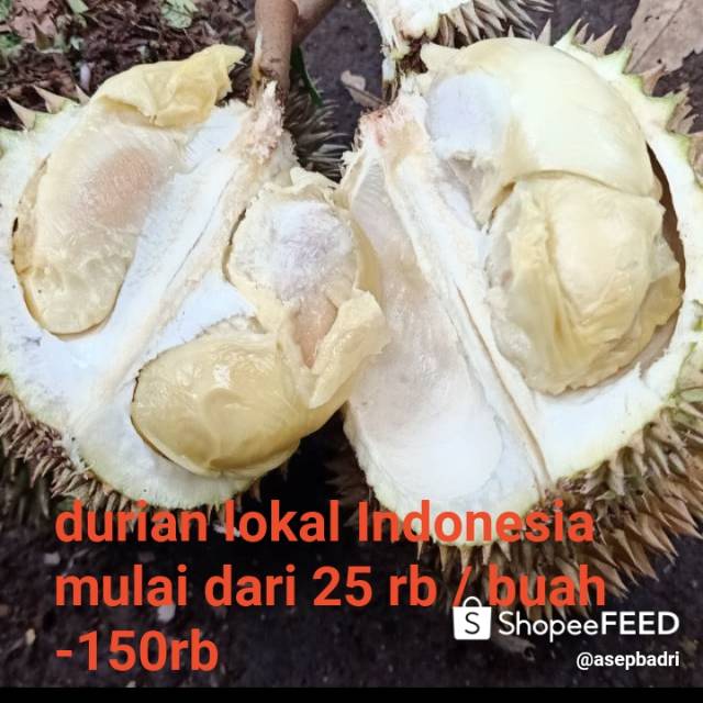 

Buah durian lokal asli Indonesia