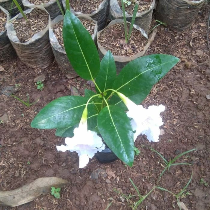 tanaman hias tabebuya bunga putih - bibit pohon tabebuya bunga putih