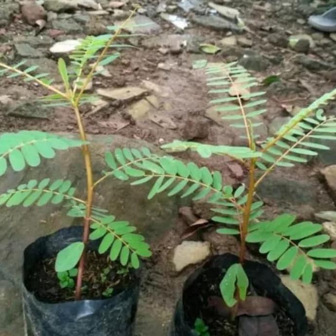 Product Bibit Tanaman Bunga Turi Putih/Pohon Turi Putih
