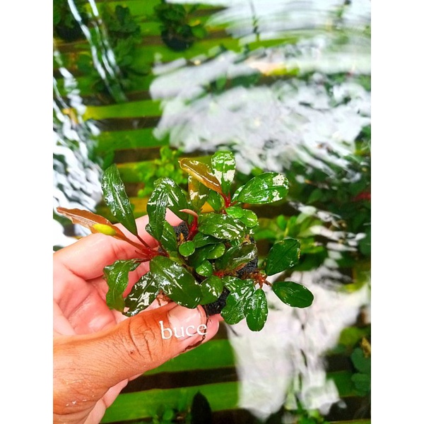 buce mini tanaman aquascape