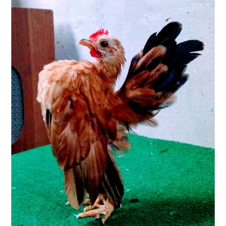 Serama ayam Ayam Serama