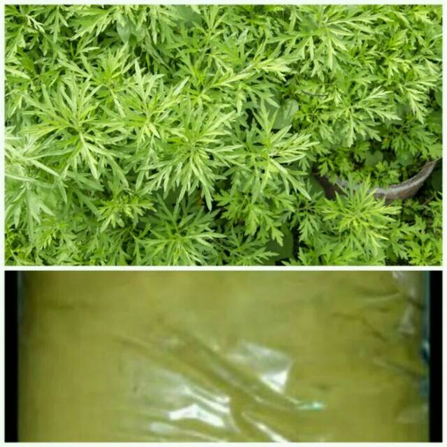 

BUBUK DAUN KENIKIR 250 GRAM MENGOBATI KANKER